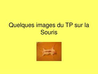 Quelques images du TP sur la Souris