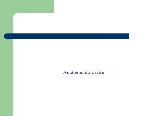 Anatomia da Uretra