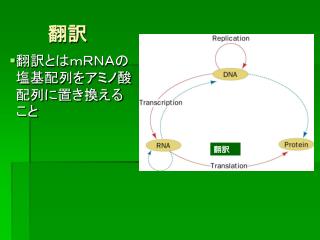 翻訳とはｍＲＮＡの塩基配列をアミノ酸配列に置き換えること