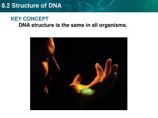 KEY CONCEPT DNA structure is the same in all organisms.