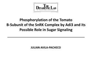 Phosphorylation of the Tomato