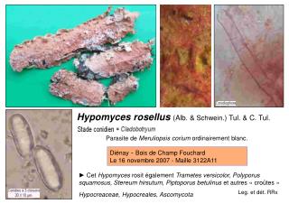 Hypomyces rosellus (Alb. &amp; Schwein .) Tul. &amp; C. Tul.