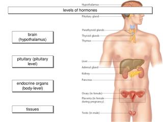 brain (hypothalamus)