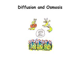 Diffusion and Osmosis