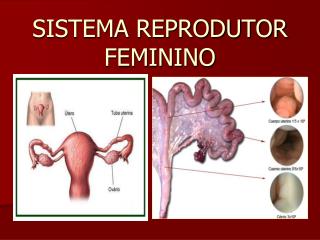 SISTEMA REPRODUTOR FEMININO