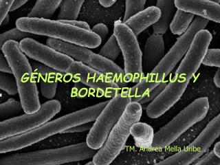 GÉNEROS HAEMOPHILLUS Y BORDETELLA