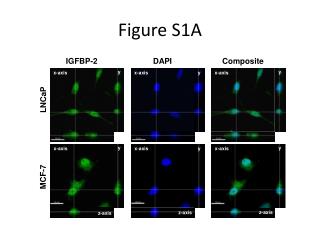 Figure S1A