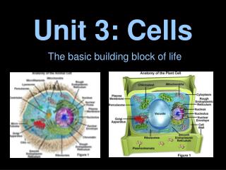 Unit 3: Cells