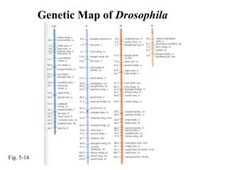 Genetic Map of Drosophila