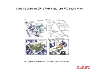 Structure of murine CRY2 PHR in apo- and FAD-bound forms.