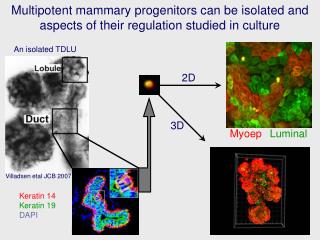 Keratin 14 Keratin 19 DAPI