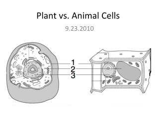 Plant vs. Animal Cells