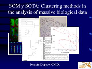 SOM y SOTA: Clustering methods in the analysis of massive biological data