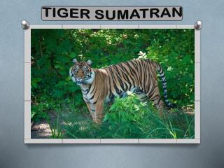 TIGER SUMATRAN