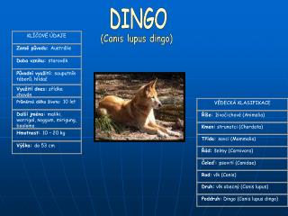 DINGO