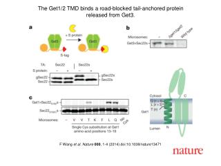 F Wang et al. Nature 000 , 1-4 (2014) doi:10.1038/nature13471