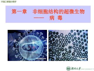 第一章 非细胞结构的超微生物 —— 病 毒
