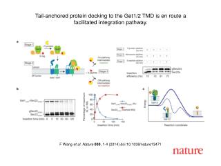 F Wang et al. Nature 000 , 1-4 (2014) doi:10.1038/nature13471