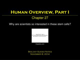 Human Overview, Part I Chapter 27