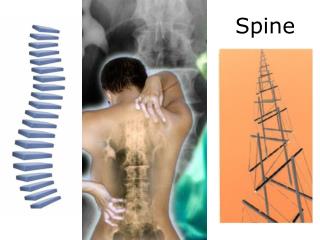 Spine