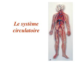 Le système circulatoire