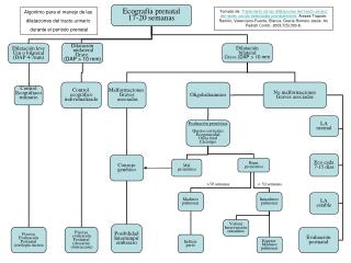 Ecografía prenatal 17-20 semanas