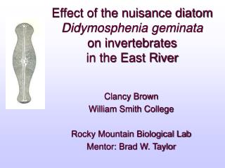 Effect of the nuisance diatom Didymosphenia geminata on invertebrates in the East River