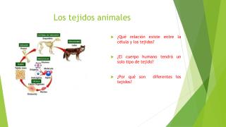 Los tejidos animales