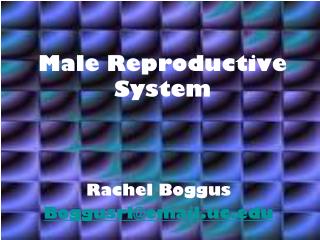 Male Reproductive System