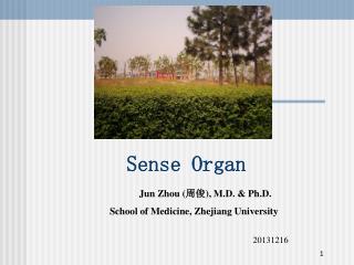 Sense Organ