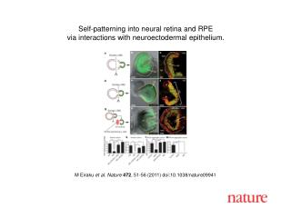 M Eiraku et al . Nature 472 , 51-56 (2011) doi:10.1038/nature09941