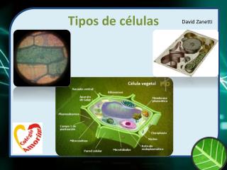 Tipos de células