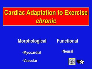 Cardiac Adaptation to Exercise chronic