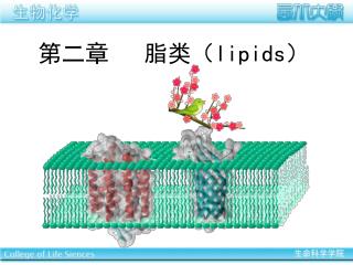 第二章 脂类（ lipids ）