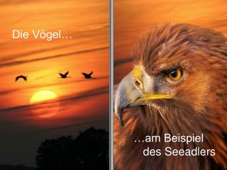 Die Vögel…