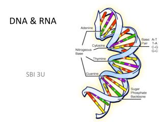 DNA &amp; RNA