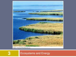 Ecosystems and Energy