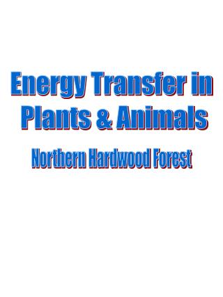 Energy Transfer in Plants &amp; Animals