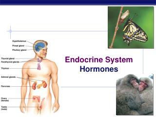 Endocrine System Hormones