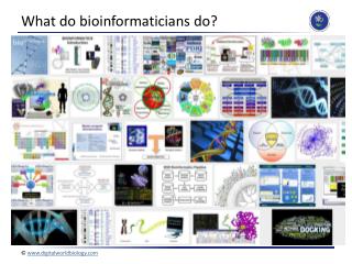 What do bioinformaticians do?