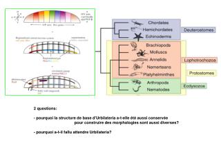 2 questions: - pourquoi la structure de base d'Urbilateria a-t-elle été aussi conservée