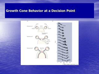 Growth Cone Behavior at a Decision Point