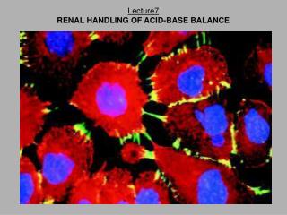 Lecture7 RENAL HANDLING OF ACID-BASE BALANCE