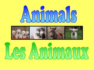 Animals