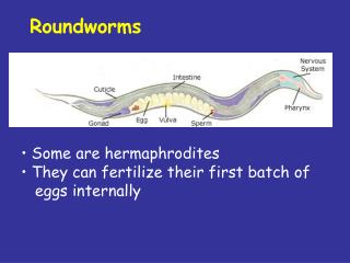 Some are hermaphrodites They can fertilize their first batch of eggs internally