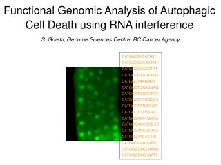 Functional Genomic Analysis of Autophagic Cell Death using RNA interference