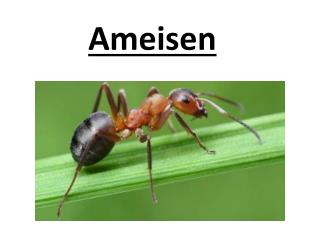 Ameisen