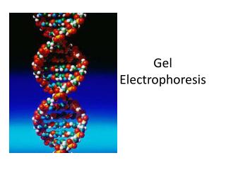 Gel Electrophoresis