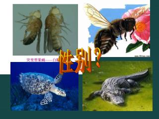 生物可能没性别吗？