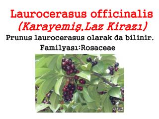 Laurocerasus officinalis (Karayemiş,Laz Kirazı)